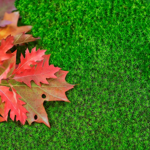 Feuilles de chêne sur mousse . — Photo