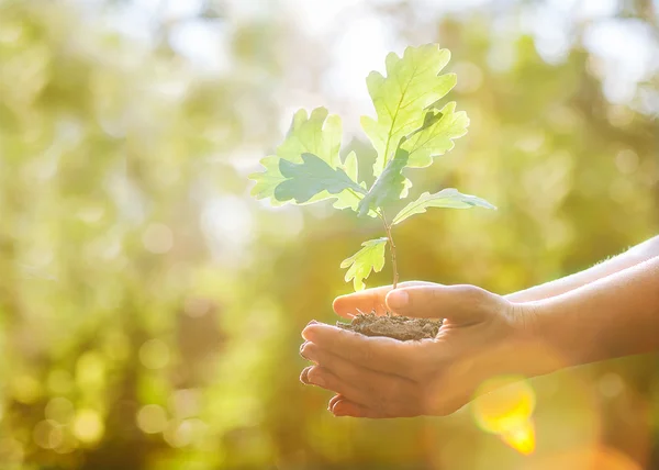 Plantando un nuevo roble — Foto de Stock