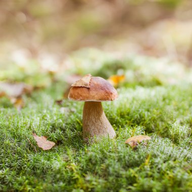 Mantar orman moss.mushrooms içinde