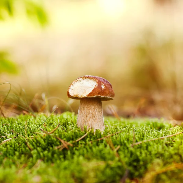 Oak Mushrooms in the moss — Stock Photo, Image