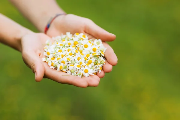 Woman's hand with a camomile i — Stock Photo, Image