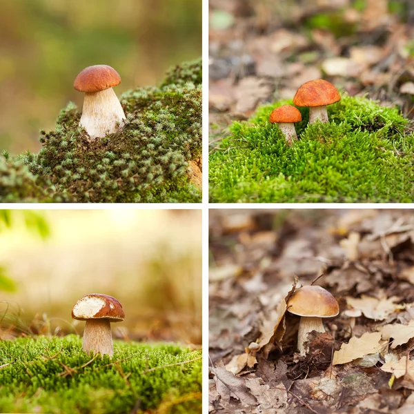 Cogumelos no musgo — Fotografia de Stock