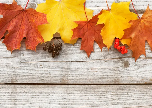 Herfst achtergrond met gekleurde bladeren op houten plank — Stockfoto