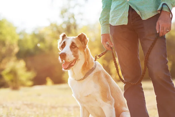 Man and central Asian shepherd — Stock Photo, Image