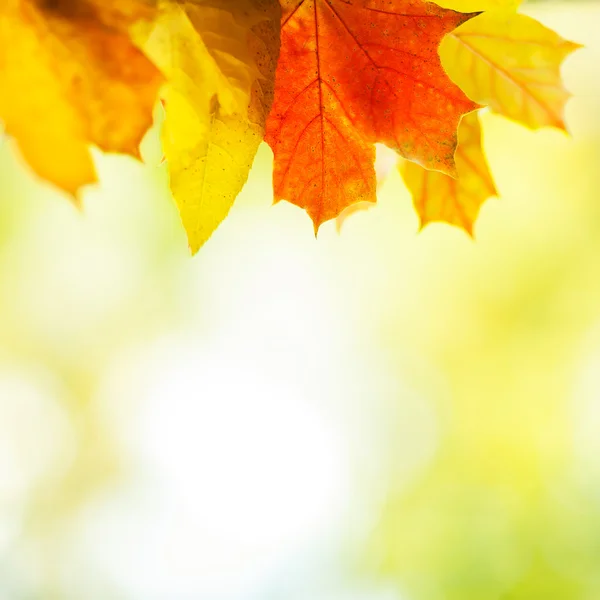 Herfst achtergrond — Stockfoto