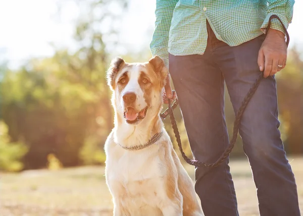 Mannen och centrala asiatiska shepherd promenad i parken. — Stockfoto