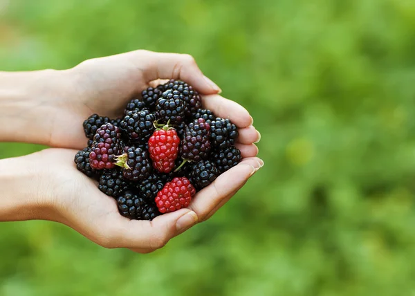 BlackBerry in de hand — Stockfoto