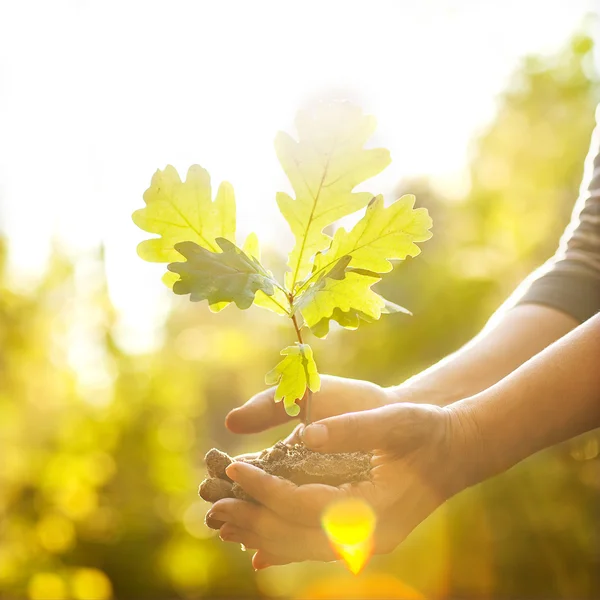 Eiken plantgoed in handen. — Stockfoto