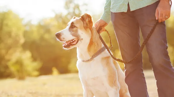 Mann und zentralasiatischer Schäferhund spazieren im Park. — Stockfoto