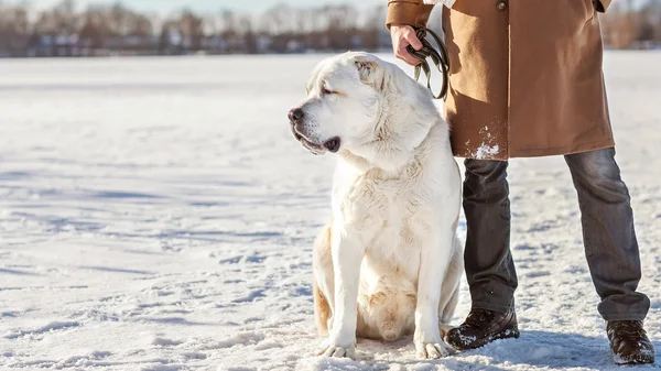 Man and central Asian shepherd walk in the lake — Stock Photo, Image