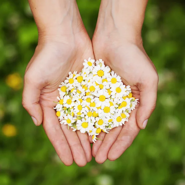 Vrouw hand met een kamille — Stockfoto