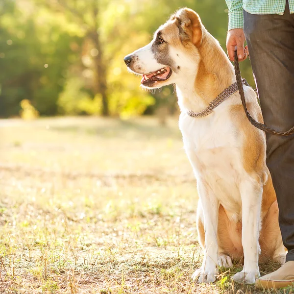 Mann und zentralasiatischer Schäferhund spazieren im Park. — Stockfoto