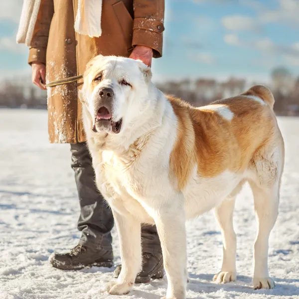 Hombre y perro — Foto de Stock