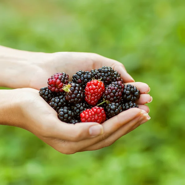 Brombeere in der Hand — Stockfoto