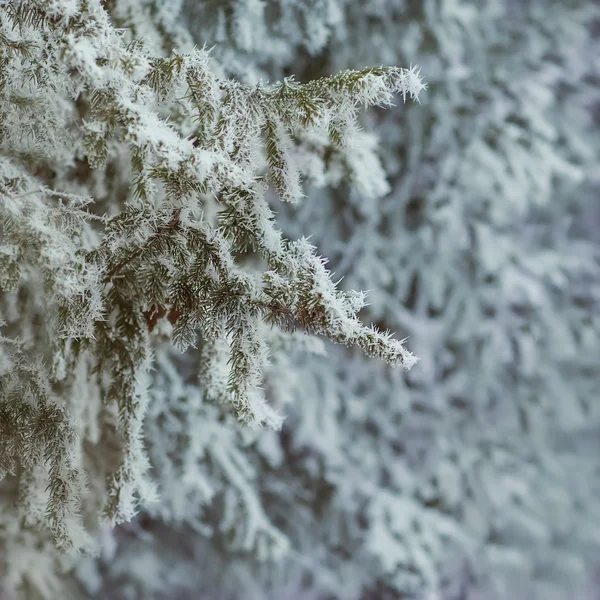 Pine grenar täckta med rimfrost — Stockfoto