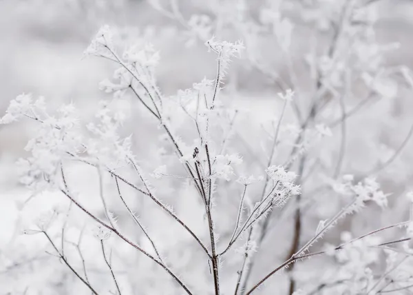 Vinter bakgrund — Stockfoto