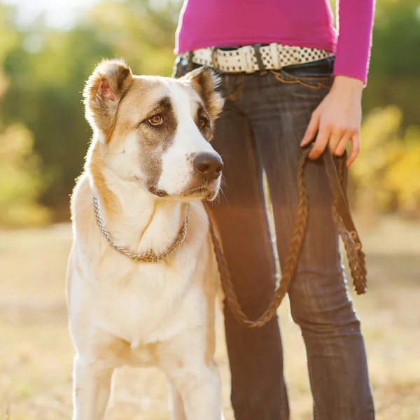 Woman and central Asian shepherd walk in the park. — Stock Photo, Image