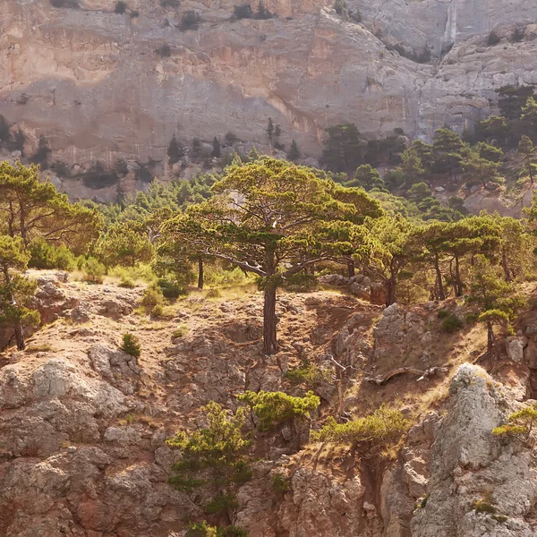 Paisaje en las montañas, poderosos pinos y enebro puede . — Foto de Stock