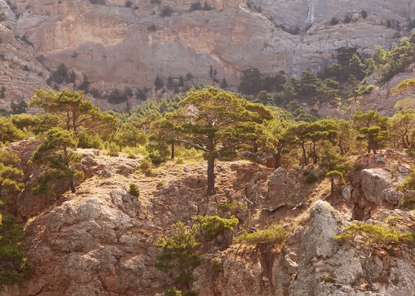 Paisaje en las montañas, poderosos pinos y enebro puede . — Foto de Stock