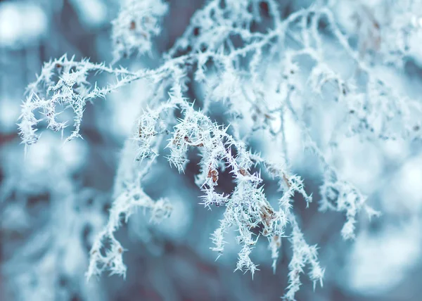 Зимний фон — стоковое фото