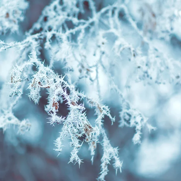 Tło zimowe — Zdjęcie stockowe