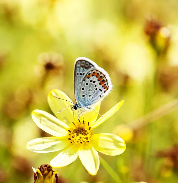 Blauwe vlinders in gras Stockfoto