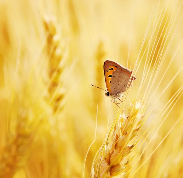 Butterfly sits on an ear of wheat — Stock Image Butterfly sits on an ear of wheat Royalty Free Stock Photos