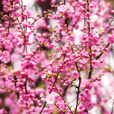Güzel çiçek açan Japon kirazı Sakura..