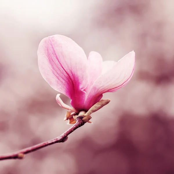 マグノリアの花 — ストック写真