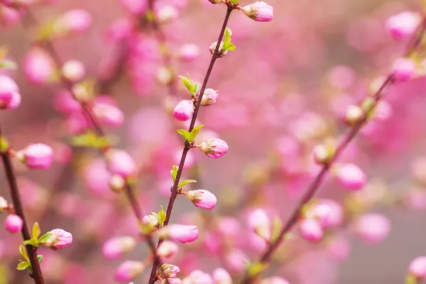 Krásné kvetoucí japonské třešně - Sakura. — Stock fotografie