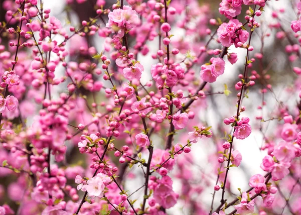 Krásné kvetoucí japonské třešně - Sakura. — Stock fotografie