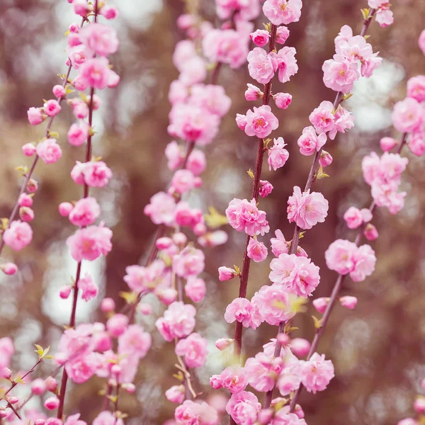 Krásné kvetoucí japonské třešně - Sakura. — Stock fotografie