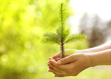 Spruce sapling in hands. The leaves of rays of sunlight. clipart