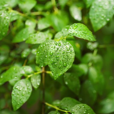 yeşil bitki yaprağı su damlaları