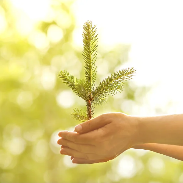 Spruce sapling in hands. The leaves of rays of sunlight. — Stock Photo, Image