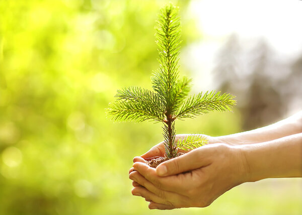 Spruce sapling in hands. The leaves of rays of sunlight.