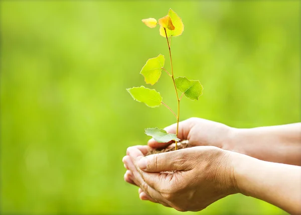 Arbolito de Aspen en las manos. Las hojas de los rayos del sol . — Foto de Stock