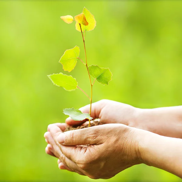 Aspen sapling in hands. The leaves of rays of sunlight. Royalty Free Stock Photos