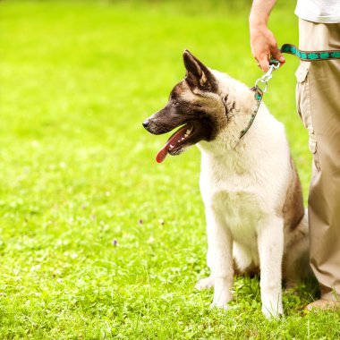 adam ve akita Inu köpek kadar basit.