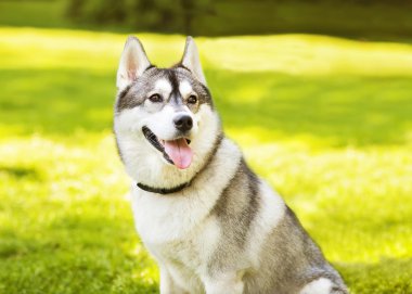 Husky köpek