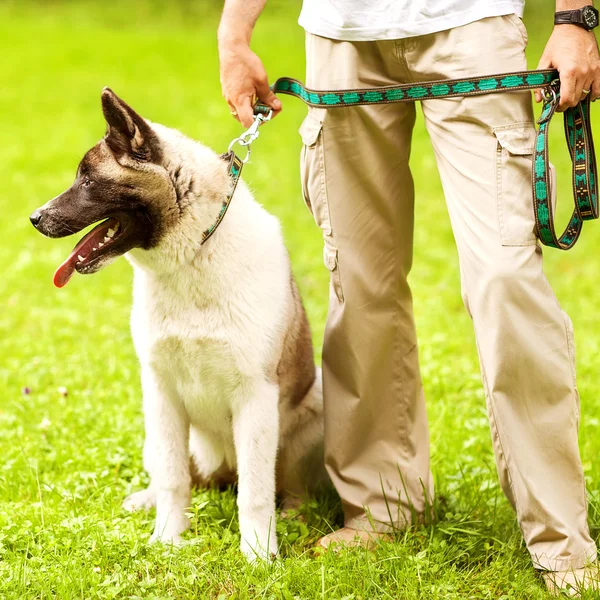 Mand og Akita Inu hund gåtur i parken . - Stock-foto