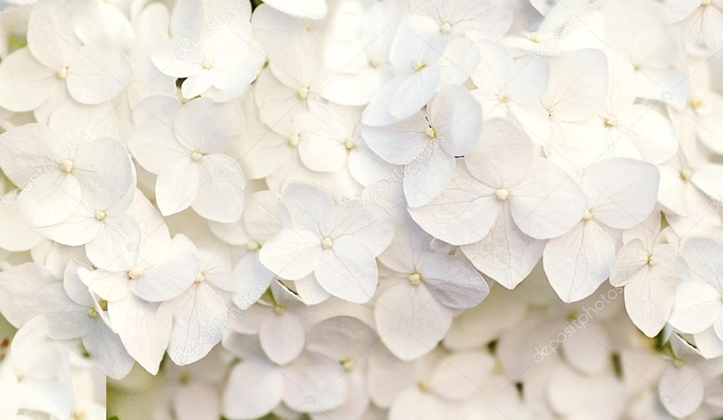 Beautiful Floral Background In Blue Colors Stock Photo Image By C Osons163 Beautiful Floral Background In Blue Colors Stock Photo Image By C Osons163