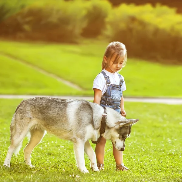 Malá holčička v parku svůj domov s pes husky — Stock fotografie