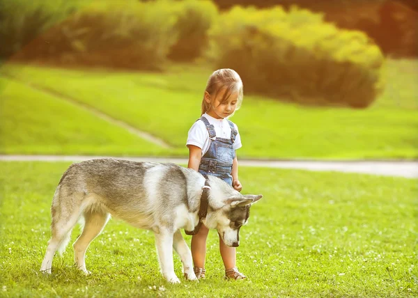 Malá holčička v parku svůj domov s pes husky — Stock fotografie