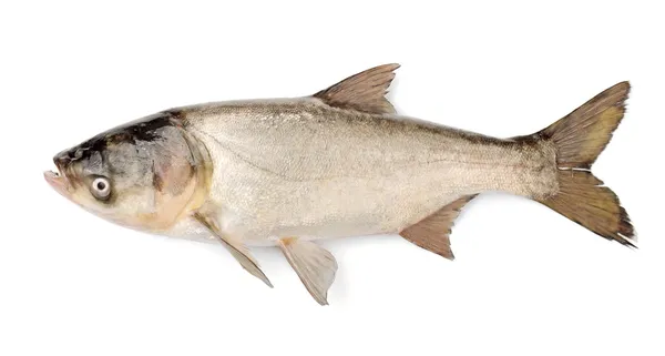 Fish Silver Carp, Hypophthalmichthys Molitrix — Stock Photo, Image