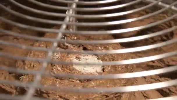 La amasadora amasa la masa para hornear pan artesanal. Resolución 4k — Vídeo de stock