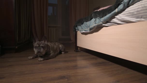 O buldogue francês entediado jaz no chão junto à cama. Moldura noturna com luz artificial — Vídeo de Stock