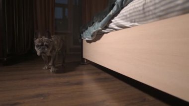 Fransız Bulldog yatağa doğru yürür ve onun yanına uzanır. Üzgün köpek kameraya bakıyor.