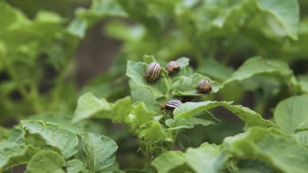 Kolorádský brouk, v páření. Reproduction of colorado potato beetles close-up in potato leaves. — Stock video