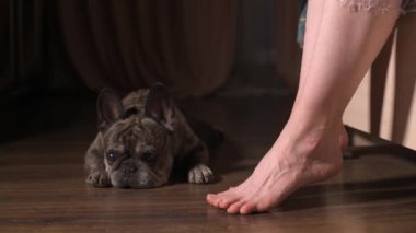 Fransız Bulldog yatağa doğru yürür ve onun yanına uzanır. Üzgün köpek kameraya bakıyor.